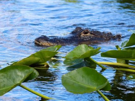Everglades National Park wetland adventure, United States