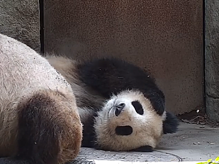 Giant pandas perfectly capture your sleepy weekend vibes
