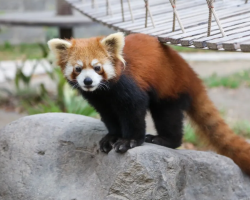 上海野生動物園：必玩沉浸式體驗，萌獸天團互動