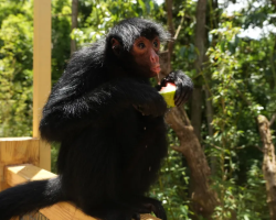 After-dark adventures return for summer at Hangzhou Safari Park!