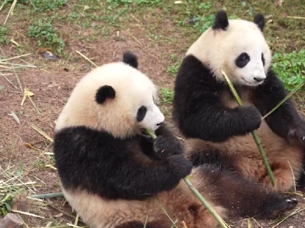 Sichuan panda pals share a single bamboo stalk