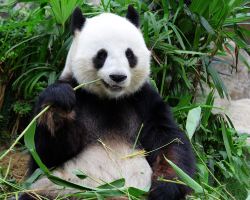 Free admission for college freshmen at Chengdu Panda Base