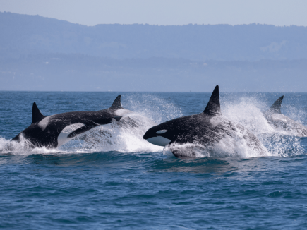 The best whale watching experience in Seattle
