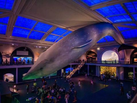 A Night at the Museum Sleepover returns to the American Museum of Natural History