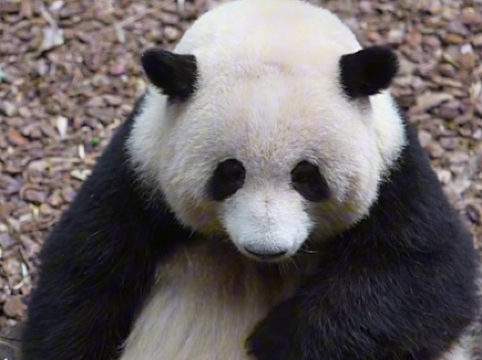 Hua Hua devours bamboo shoots, then checks belly progress