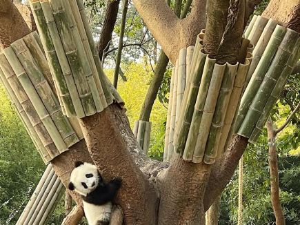 超治癒！河南寶泉旅遊區大熊貓「冰塊衝浪秀」