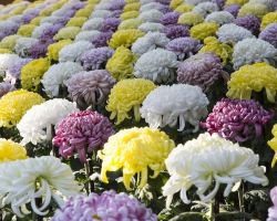 신주쿠 교엔 국화 축제, 도쿄: 황실의 아름다움이 펼쳐지다