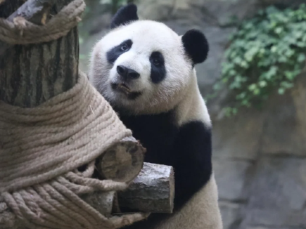 Giant panda Jixiao's goofy charm has fans swooning