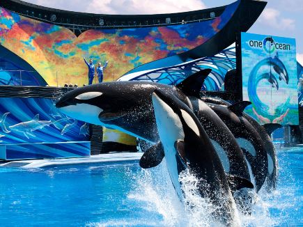 The Killer Whale Show at SeaWorld Orlando Is Here to Amaze You