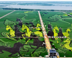 ศิลปะบนนาข้าวผานจินภาพ "ม้าหมื่นตัวควบทะยาน" ท้าชิงสถิติโลกกินเนสส์