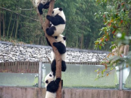 四川熊貓寶寶齊上樹，萌態惹人愛