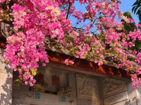 絕美花海盛放！深圳最強賞花全攻略