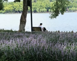 Romantic sea of pink-purple lilyturf at Su Causeway