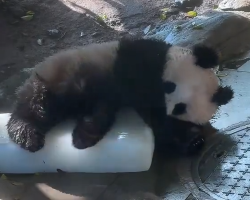 Chongqing Zoo giant panda cuddles ice block, hearts melt