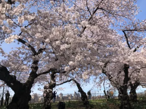 Central Park's cherry blossom season begins