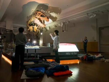 與恐龍共眠——菲爾德博物館