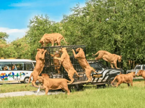An immersive adventure at Safari World Bangkok