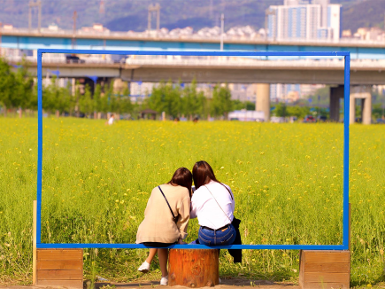 Top 8 Must-See Canola Flower Festivals in South Korea This Spring