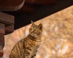 Meet the cats at a Zen temple