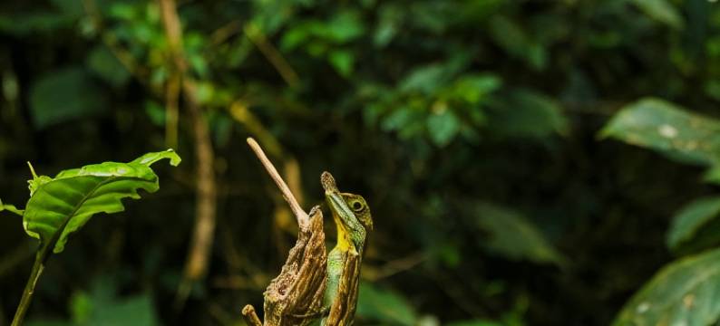 纳克斯野奢营地 · 黛玛系列(Wild Glamping Knuckles - Thema Collection)图片