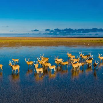江苏盐城+兴化4日3晚私家团