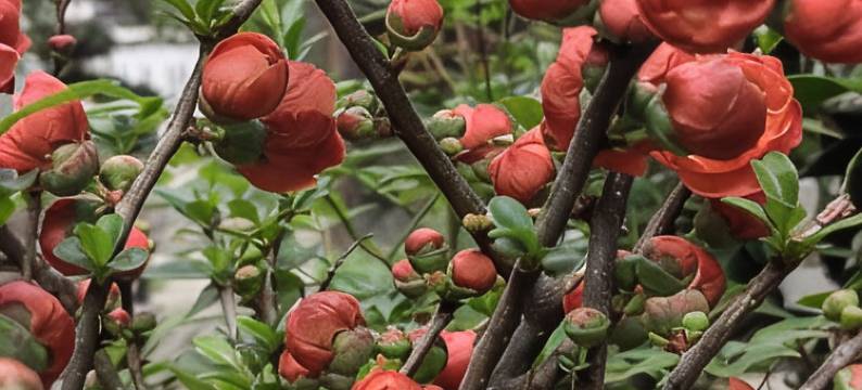 婺源半隐山居民宿(武长段分店)图片