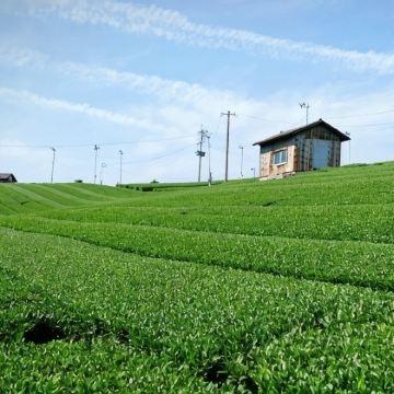 日本八女市+久留米市+雾岛市+鹿儿岛+福冈5日4晚私家团