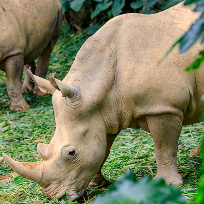 深圳+顺德区+江门+广州长隆6日5晚私家团