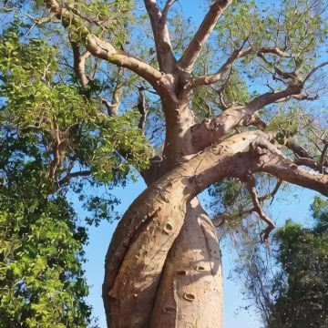 马达加斯加+毛里求斯+留尼汪（法属）12日11晚私家团