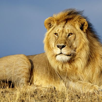 肯尼亚+坦桑尼亚9日7晚私家团