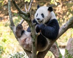 Summer learning adventures kick off at Chongqing Zoo
