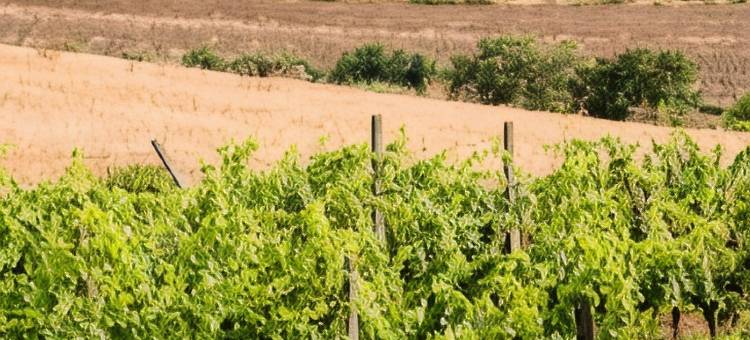 托斯卡纳农庄桑椹山丘(Agriturismo Rascioni & Cecconello)图片