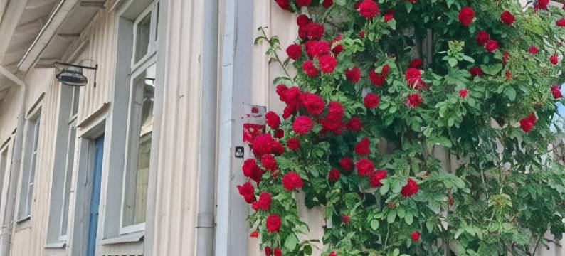 盖伦赫尔默斯盖坦旅馆(Pensionat Gyllenhjelmsgatan)图片