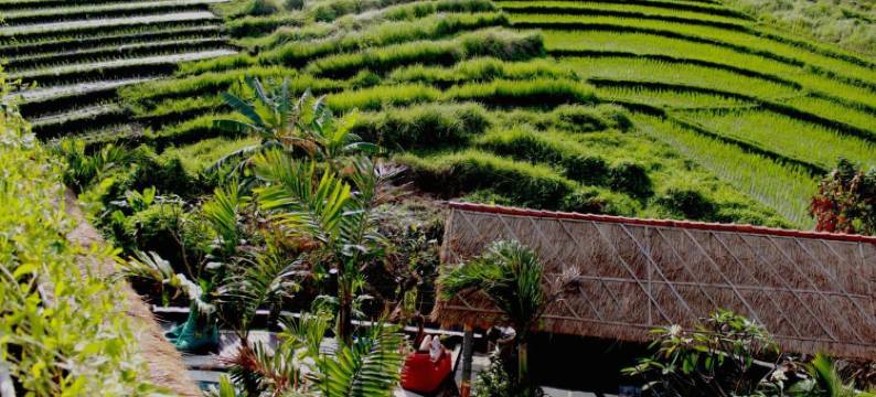 巴厘岛马特拉冲浪营旅馆(Matra Bali Surf Camp)图片