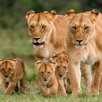 肯尼亚五大国家公园+两大湖泊11日跟团游