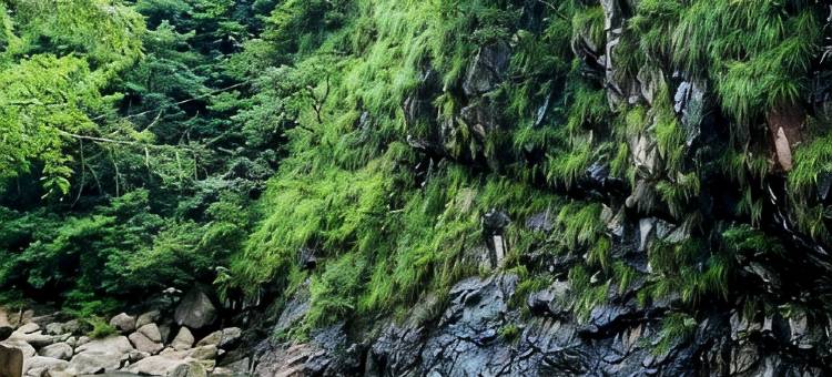 栖桐·星空泳池·望野温泉林下度假别院图片
