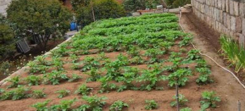 崂山区鑫日松亭商务宾馆农家宴图片