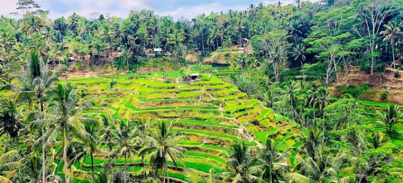 绿色流浪别墅14(Green Flow Villa 14)图片