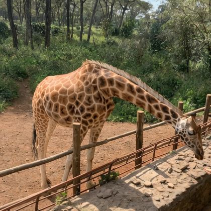 肯尼亚+纳库鲁+马赛马拉国家保护区+奈瓦沙湖+安波塞利国家公园9日7晚拼小团