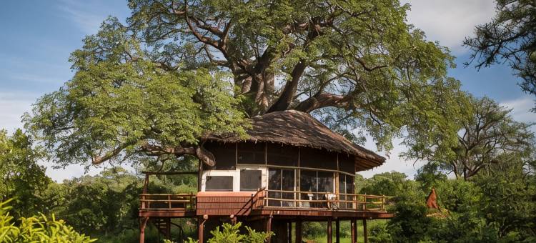 艾勒瓦纳塔兰吉尔树顶酒店(Elewana Tarangire Treetops)图片