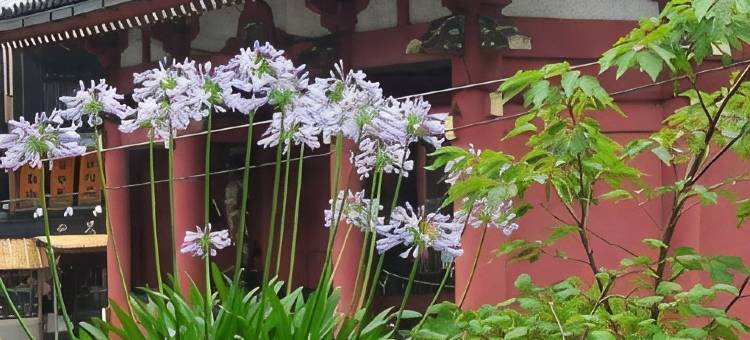 雷门旅馆(Kaminarimon Ryokan)图片