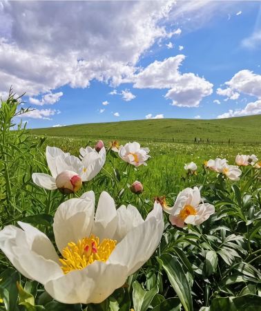 9D8N • Beijing + Inner Mongolia + Datong + Zhangjiakou experience grassland horseback riding activities