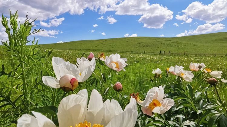 9D8N · Group Tours · Beijing + Inner Mongolia + Datong + Zhangjiakou
