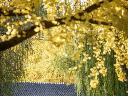 北京公園秋季彩葉觀賞指南