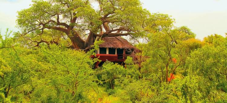 艾勒瓦纳塔兰吉尔树顶酒店(Elewana Tarangire Treetops)图片
