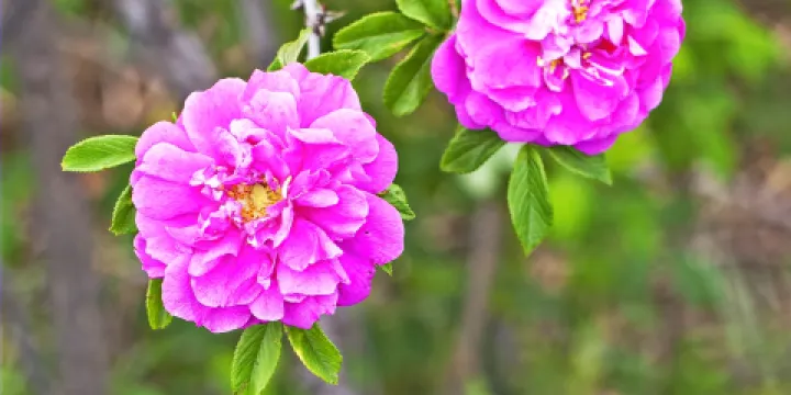 妙峯山玫瑰梯田觀景平台-玫瑰谷