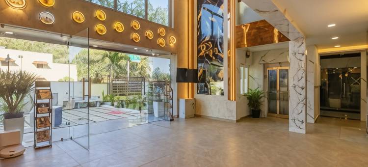 翡翠鸽(Treebo Premium Emerald Dove)图片