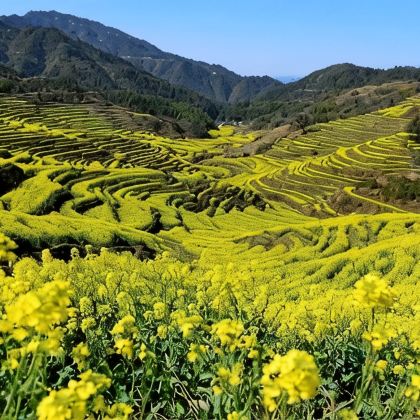 江西庐山风景名胜区+景德镇+鄱阳湖+婺源篁岭景区+井冈山+龙虎山风景名胜区7日6晚跟团游