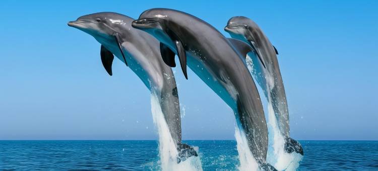 鼎帅温泉汽车旅馆图片