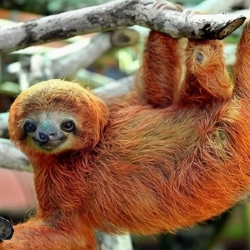 哥斯达黎加8日6晚跟团游